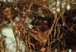 uploads/images/pest/grapes nematodes.jpg